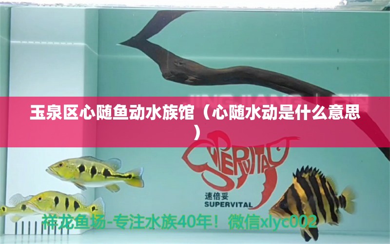 玉泉區(qū)心隨魚動(dòng)水族館（心隨水動(dòng)是什么意思） 全國(guó)水族館企業(yè)名錄