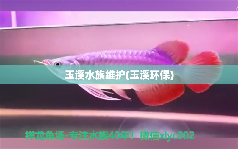 玉溪水族維護(玉溪環(huán)保) 白條過背金龍魚 第1張