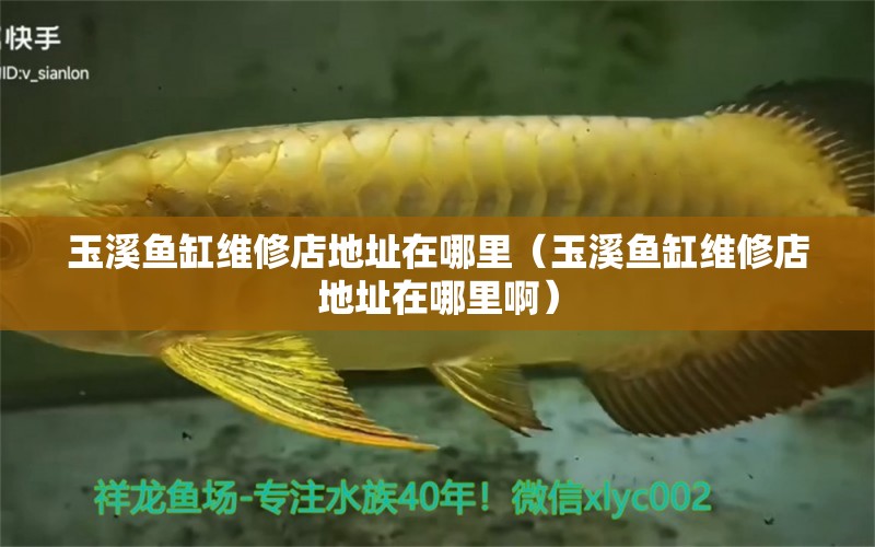 玉溪魚缸維修店地址在哪里（玉溪魚缸維修店地址在哪里啊）