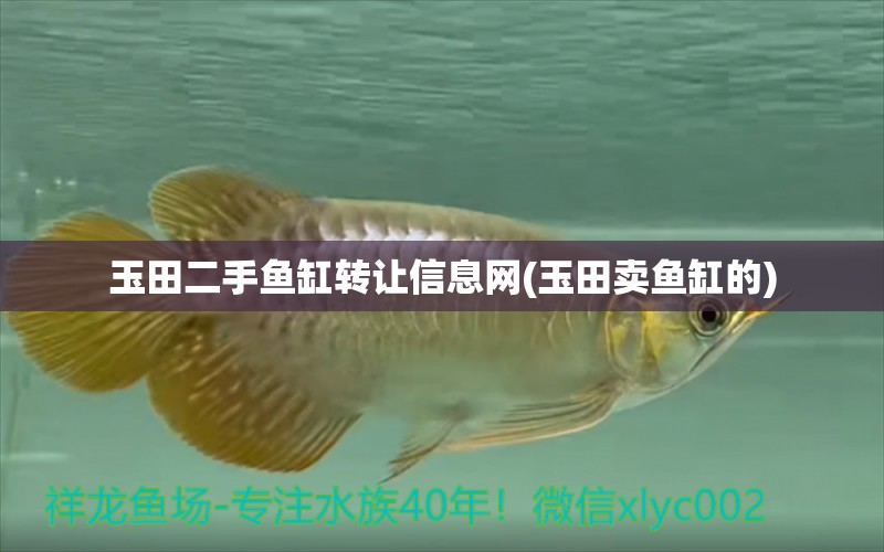 玉田二手魚缸轉(zhuǎn)讓信息網(wǎng)(玉田賣魚缸的) 白化火箭