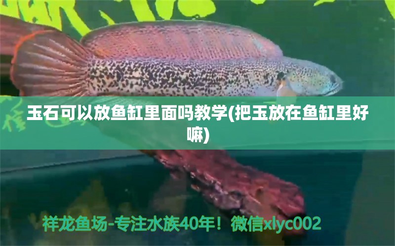 玉石可以放魚缸里面嗎教學(xué)(把玉放在魚缸里好嘛)