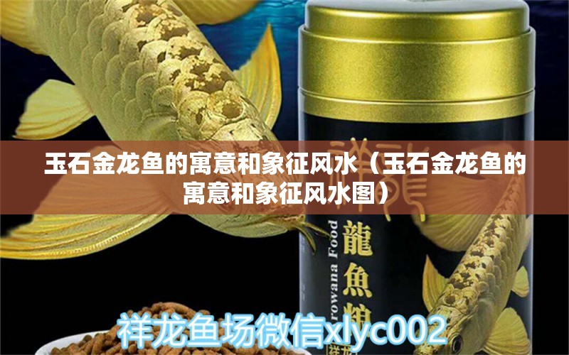 玉石金龍魚的寓意和象征風(fēng)水（玉石金龍魚的寓意和象征風(fēng)水圖） 新加坡號(hào)半紅龍魚（練手級(jí)紅龍魚）