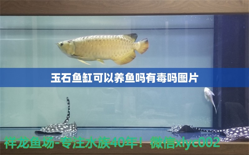 玉石魚缸可以養(yǎng)魚嗎有毒嗎圖片