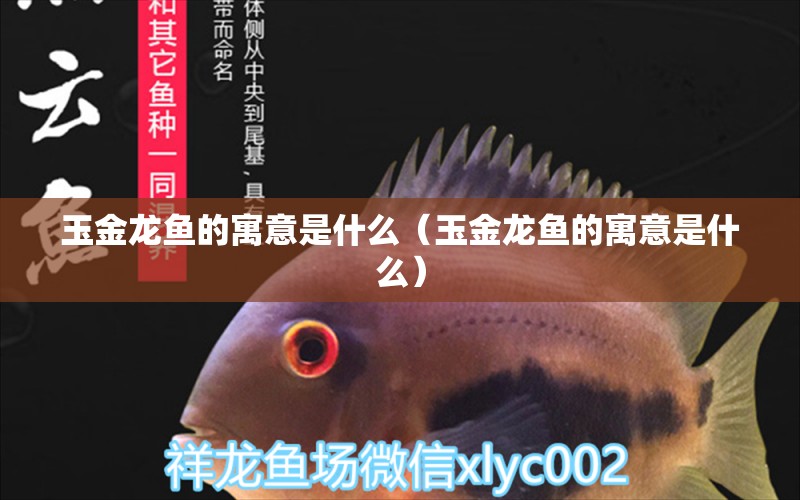 玉金龍魚(yú)的寓意是什么（玉金龍魚(yú)的寓意是什么）