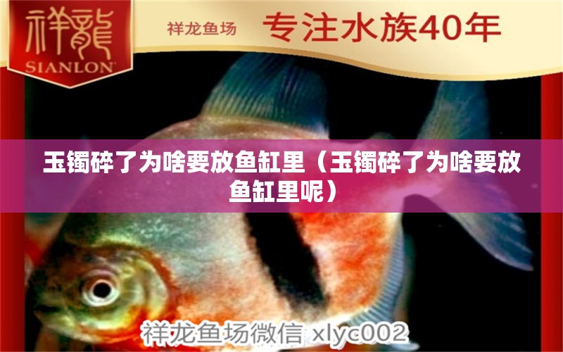 玉鐲碎了為啥要放魚缸里（玉鐲碎了為啥要放魚缸里呢）