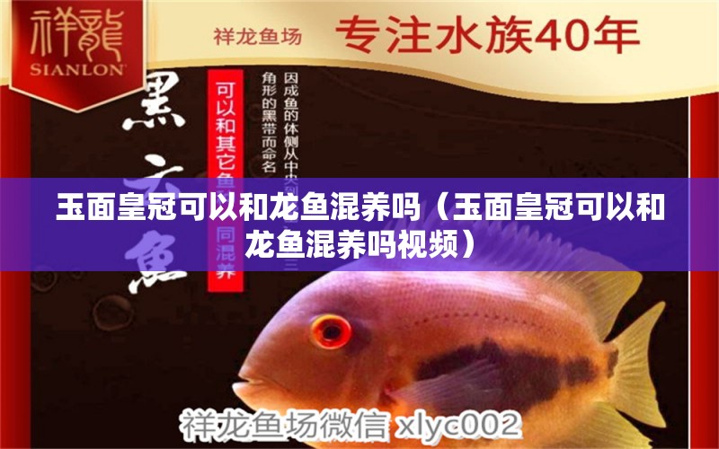 玉面皇冠可以和龍魚(yú)混養(yǎng)嗎（玉面皇冠可以和龍魚(yú)混養(yǎng)嗎視頻）