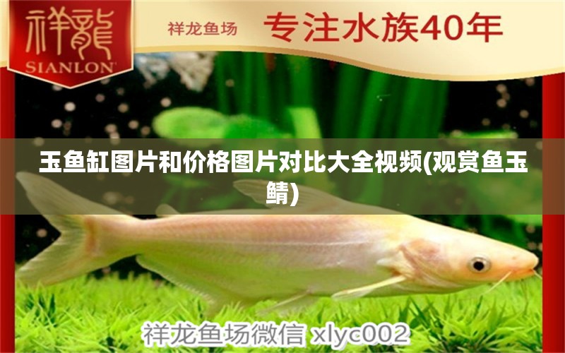 玉魚缸圖片和價(jià)格圖片對(duì)比大全視頻(觀賞魚玉鯖)