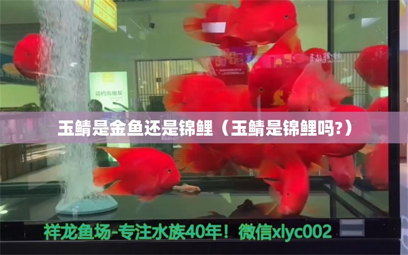 玉鯖是金魚還是錦鯉（玉鯖是錦鯉嗎?） 觀賞魚市場（混養(yǎng)魚）