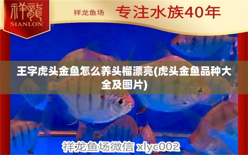 王字虎頭金魚怎么養(yǎng)頭榴漂亮(虎頭金魚品種大全及圖片) 銀河星鉆魚