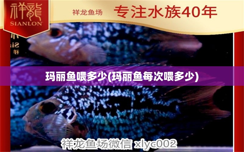 瑪麗魚喂多少(瑪麗魚每次喂多少) 巴卡雷龍魚