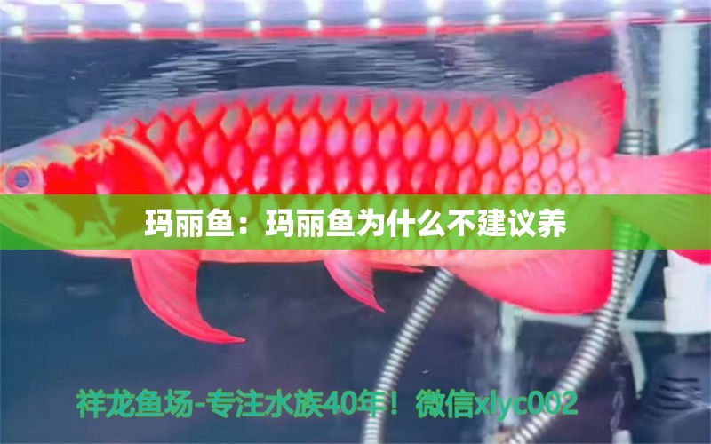 瑪麗魚：瑪麗魚為什么不建議養(yǎng) 白子球鯊魚