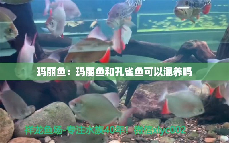 瑪麗魚：瑪麗魚和孔雀魚可以混養(yǎng)嗎