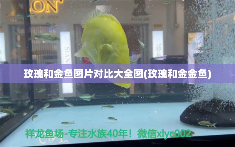 玫瑰和金魚圖片對比大全圖(玫瑰和金金魚) 進口元寶鳳凰魚