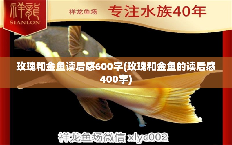 玫瑰和金魚(yú)讀后感600字(玫瑰和金魚(yú)的讀后感400字) 觀賞魚(yú)魚(yú)苗