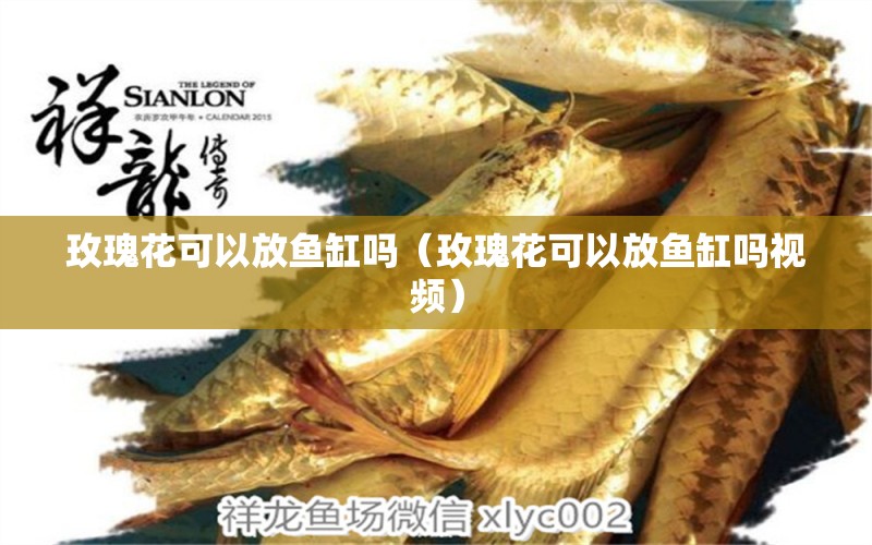 玫瑰花可以放魚缸嗎（玫瑰花可以放魚缸嗎視頻） 祥龍水族醫(yī)院