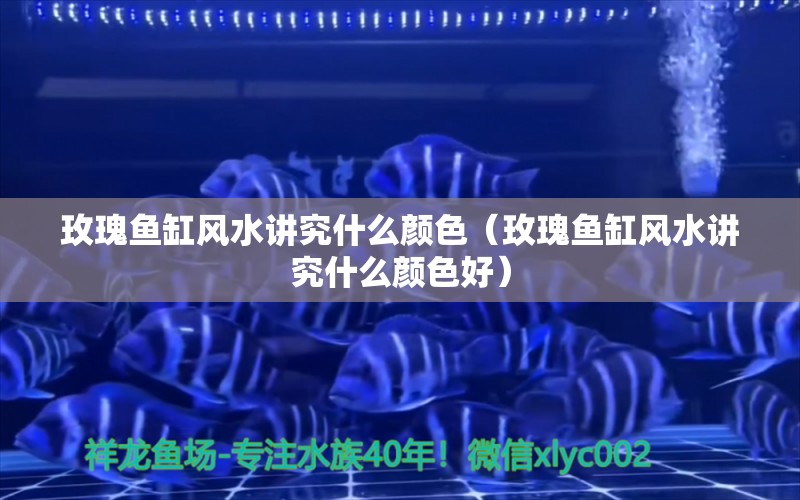 玫瑰魚缸風水講究什么顏色（玫瑰魚缸風水講究什么顏色好）