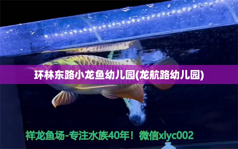 環(huán)林東路小龍魚幼兒園(龍航路幼兒園) 粗線銀版魚