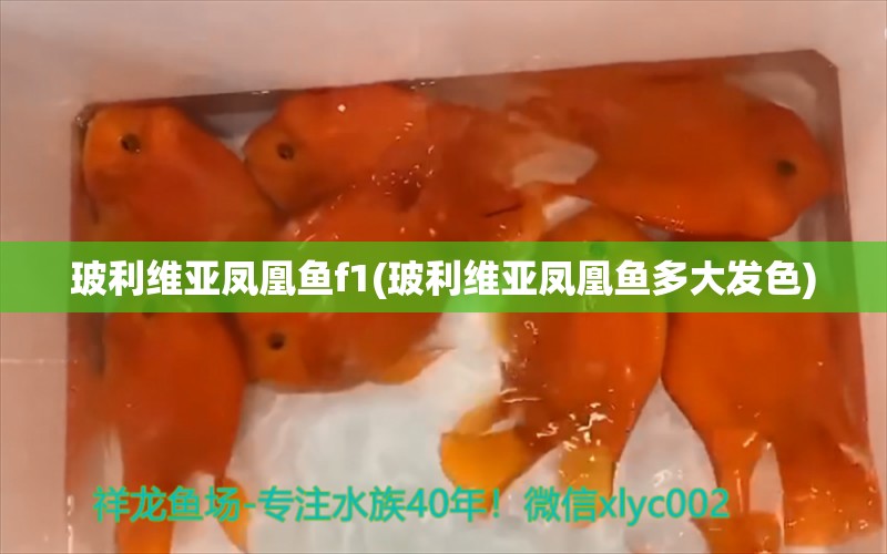 玻利維亞鳳凰魚(yú)f1(玻利維亞鳳凰魚(yú)多大發(fā)色) 觀賞魚(yú) 第1張