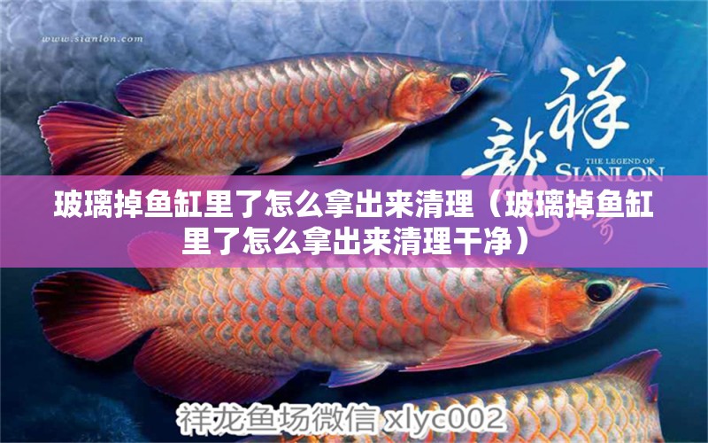 玻璃掉魚(yú)缸里了怎么拿出來(lái)清理（玻璃掉魚(yú)缸里了怎么拿出來(lái)清理干凈） 祥龍水族醫(yī)院