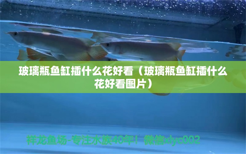 玻璃瓶魚缸插什么花好看（玻璃瓶魚缸插什么花好看圖片）