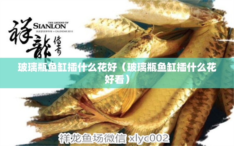 玻璃瓶魚缸插什么花好（玻璃瓶魚缸插什么花好看）