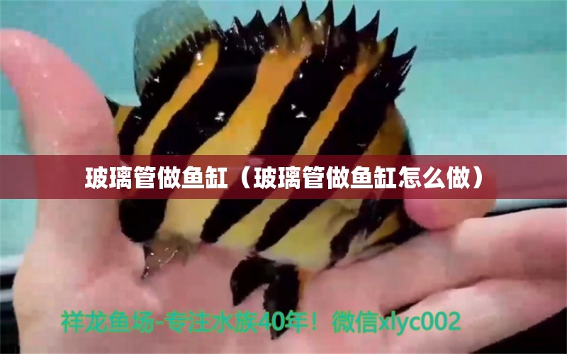 玻璃管做魚缸（玻璃管做魚缸怎么做） 祥龍水族醫(yī)院