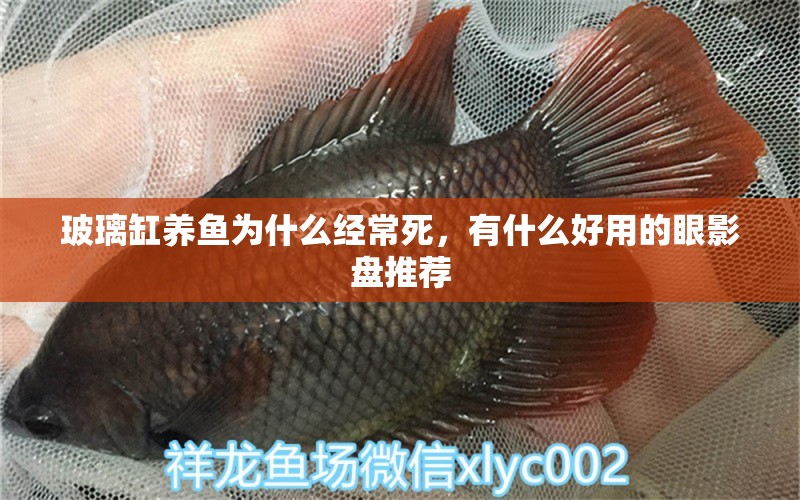 玻璃缸養(yǎng)魚(yú)為什么經(jīng)常死，有什么好用的眼影盤推薦