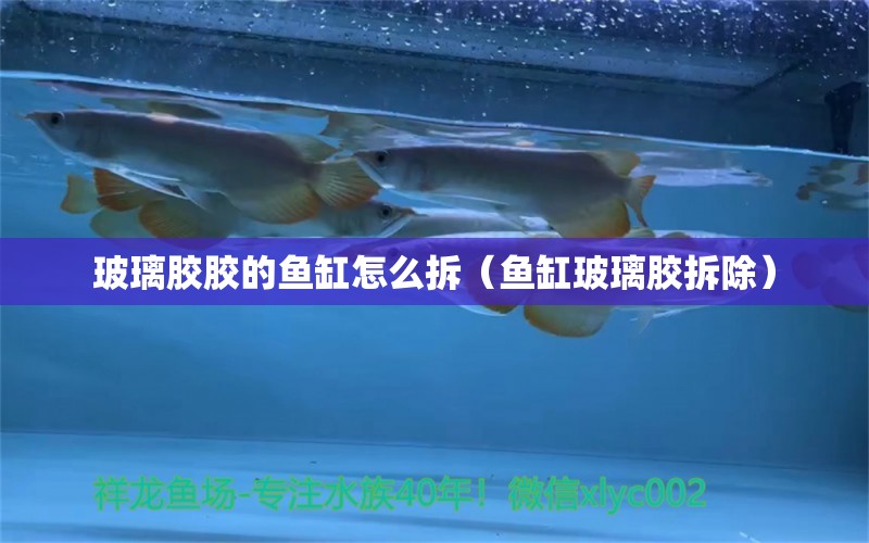 玻璃膠膠的魚缸怎么拆（魚缸玻璃膠拆除）