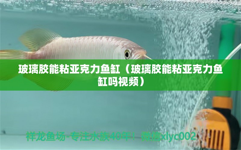 玻璃膠能粘亞克力魚缸（玻璃膠能粘亞克力魚缸嗎視頻） 觀賞魚市場(chǎng)（混養(yǎng)魚）