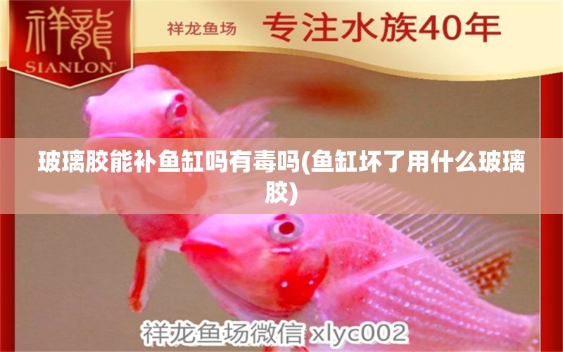 玻璃膠能補(bǔ)魚缸嗎有毒嗎(魚缸壞了用什么玻璃膠) 龍魚芯片掃碼器