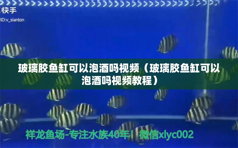 玻璃膠魚缸可以泡酒嗎視頻（玻璃膠魚缸可以泡酒嗎視頻教程） 廣州水族器材濾材批發(fā)市場