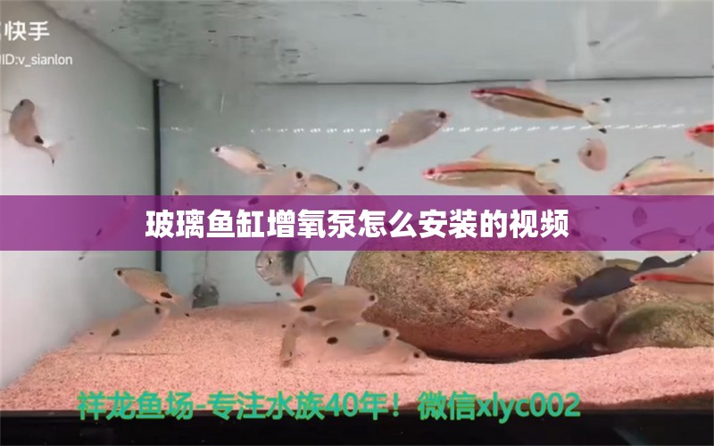 玻璃魚缸增氧泵怎么安裝的視頻 祥龍魚場