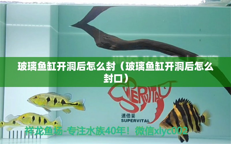 玻璃魚缸開洞后怎么封（玻璃魚缸開洞后怎么封口）