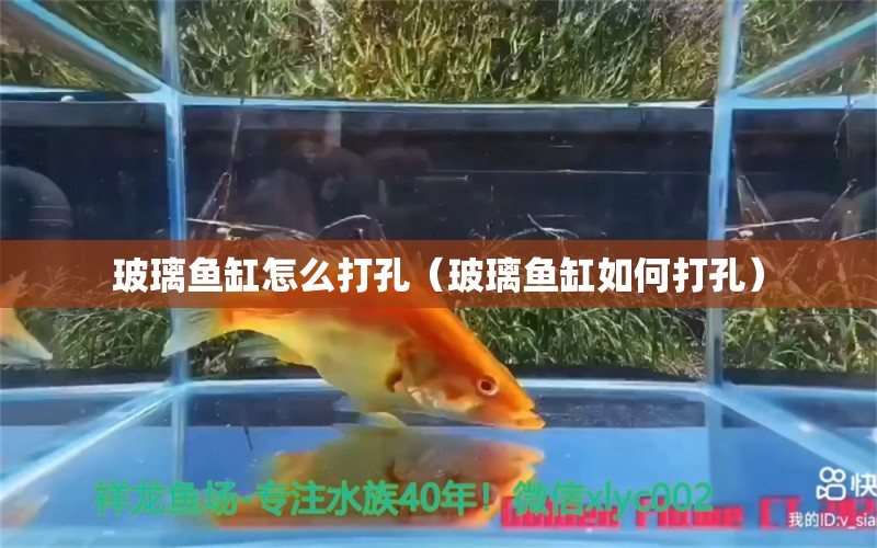 玻璃魚缸怎么打孔（玻璃魚缸如何打孔） 泰國(guó)虎魚（泰虎）