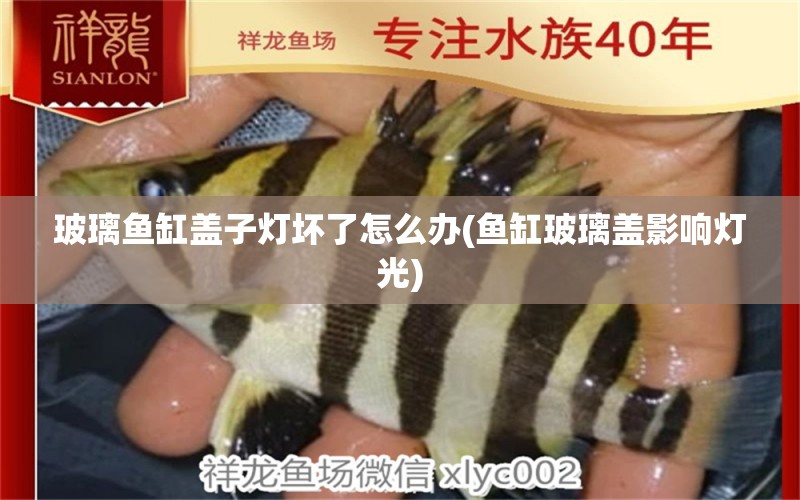 玻璃魚缸蓋子燈壞了怎么辦(魚缸玻璃蓋影響燈光) 觀賞魚企業(yè)目錄