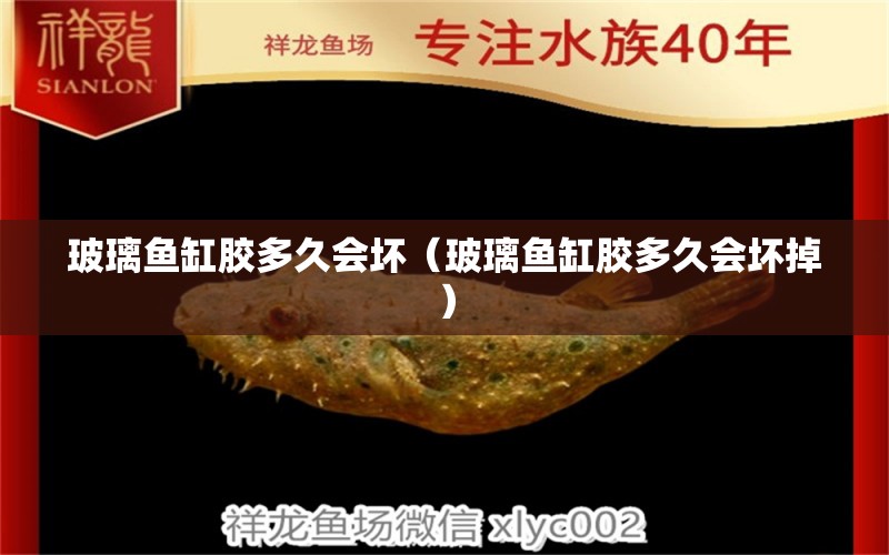 玻璃魚缸膠多久會(huì)壞（玻璃魚缸膠多久會(huì)壞掉）