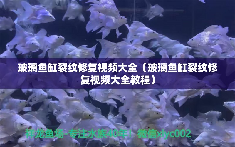 玻璃魚缸裂紋修復(fù)視頻大全（玻璃魚缸裂紋修復(fù)視頻大全教程） 喂食器