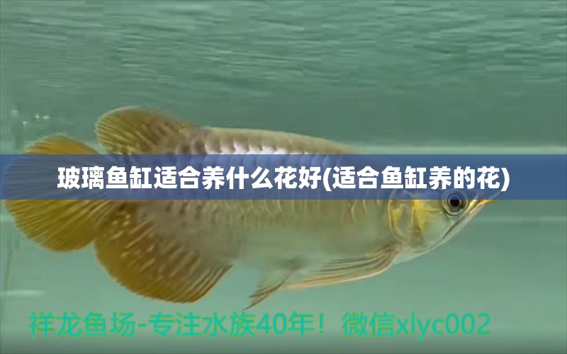 玻璃魚缸適合養(yǎng)什么花好(適合魚缸養(yǎng)的花)