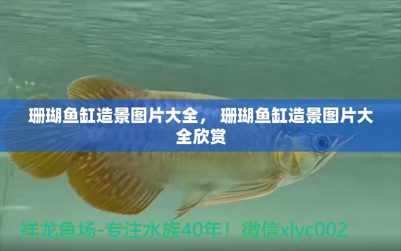 珊瑚魚(yú)缸造景圖片大全， 珊瑚魚(yú)缸造景圖片大全欣賞 伊巴卡魚(yú)