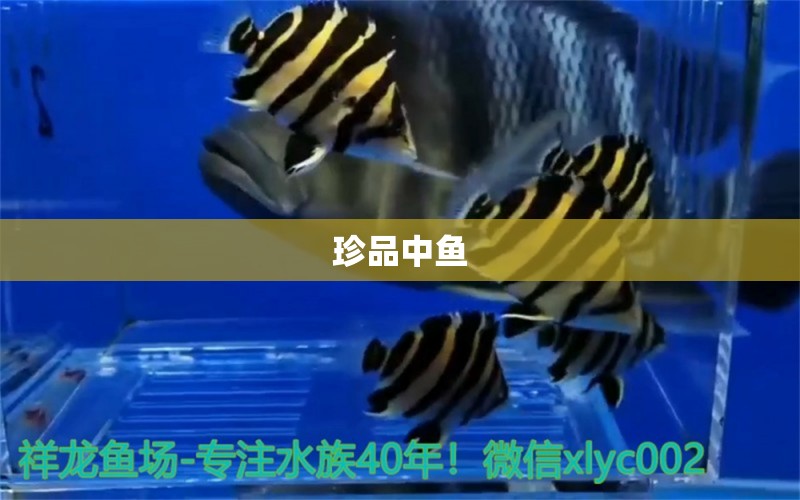 珍品中魚 黃金招財貓魚