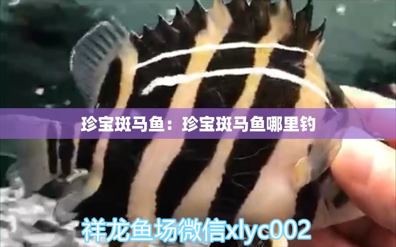 珍寶斑馬魚：珍寶斑馬魚哪里釣