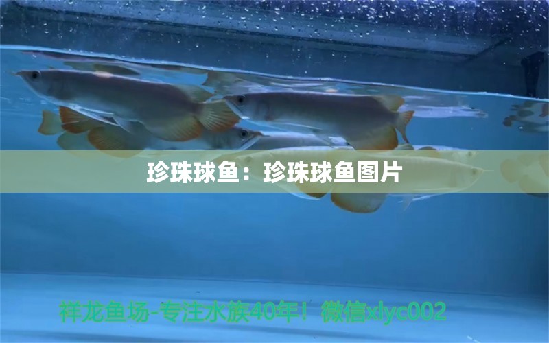 珍珠球魚：珍珠球魚圖片 黃金貓魚