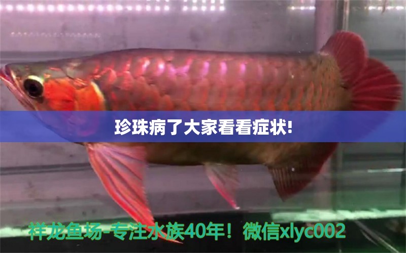 珍珠病了大家看看癥狀! 龍魚疾病與治療