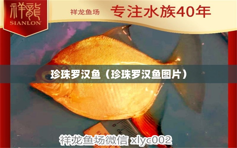 珍珠羅漢魚(yú)（珍珠羅漢魚(yú)圖片） 羅漢魚(yú)