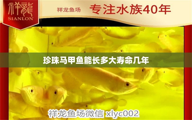 珍珠馬甲魚能長多大壽命幾年