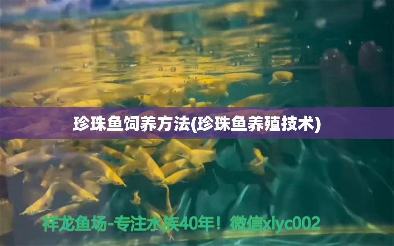 珍珠魚飼養(yǎng)方法(珍珠魚養(yǎng)殖技術(shù)) 紅白錦鯉魚