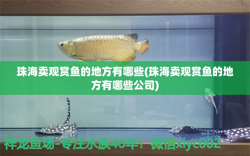 珠海賣觀賞魚的地方有哪些(珠海賣觀賞魚的地方有哪些公司) 巴西亞魚苗