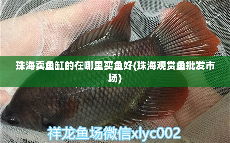 珠海賣魚(yú)缸的在哪里買(mǎi)魚(yú)好(珠海觀賞魚(yú)批發(fā)市場(chǎng)) 觀賞魚(yú)批發(fā) 第1張