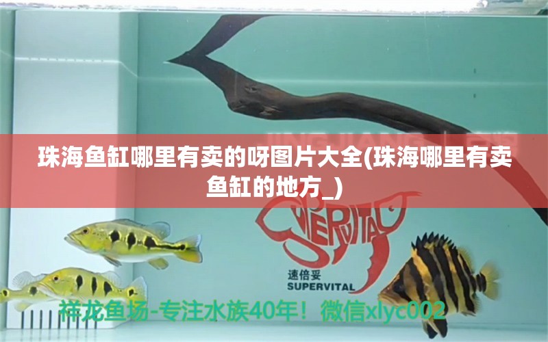 珠海魚缸哪里有賣的呀圖片大全(珠海哪里有賣魚缸的地方_)