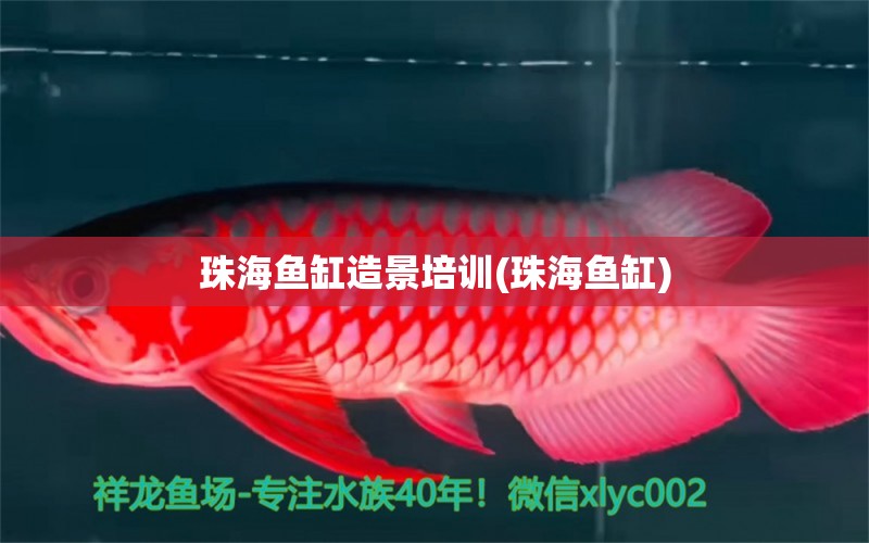 珠海魚缸造景培訓(珠海魚缸) 黃金招財貓魚